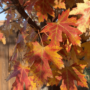 Autumn Fantasy Maple Trees