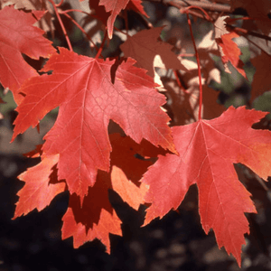 Autumn Fantasy Maple Trees