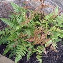 Autumn Brilliance Fern