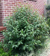 Load image into Gallery viewer, Magnolia Banana Shrubs
