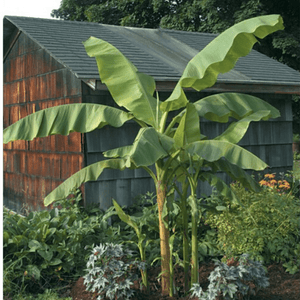 Banana 'Musa basjoo' Plants