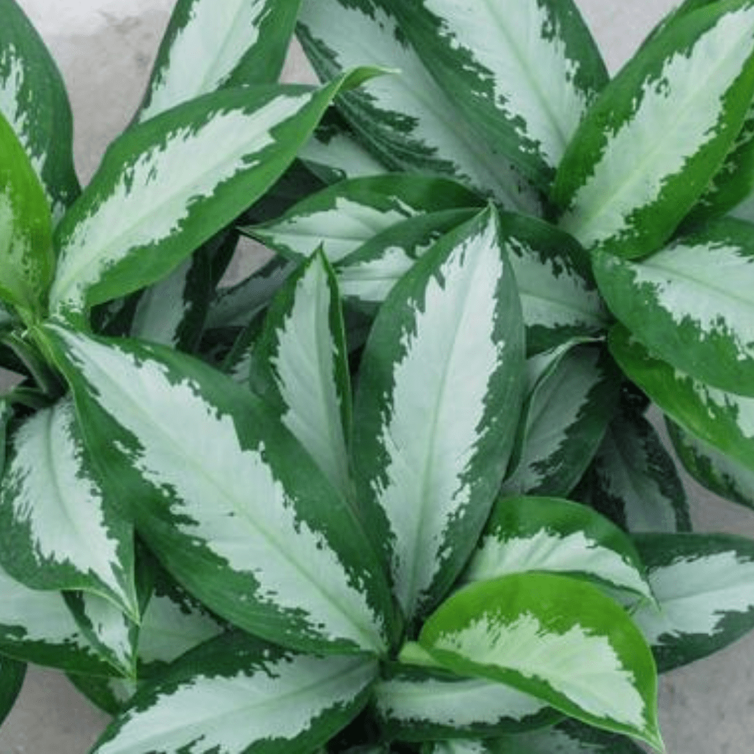 aglaonema emerald Aglaonema Emerald Bay Plants – naturalbabyshowerwed.co.uk