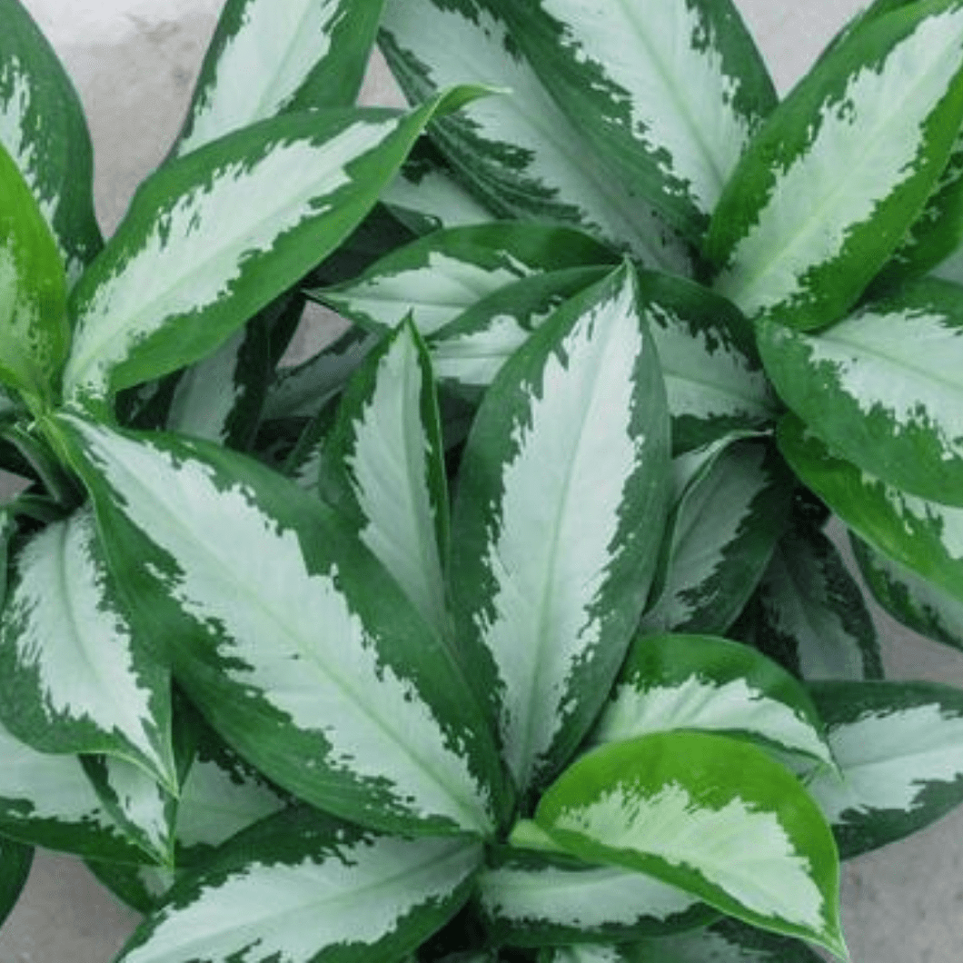 aglaonema emerald bay Aglaonema Emerald Bay Plants – naturalbabyshowerwed.co.uk