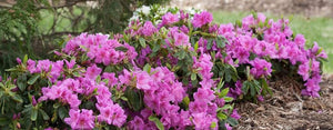 Lavender Bloomathon Azalea Shrubs
