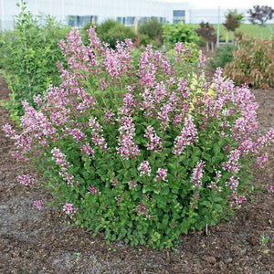 Bloomerang Dark Purple Lilac Shrubs