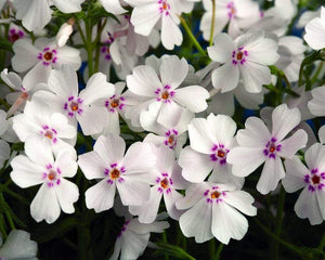 Creeping Phlox Amazing Grace