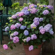 Load image into Gallery viewer, Endless Summer Bloomstruck Hydrangea Shrubs
