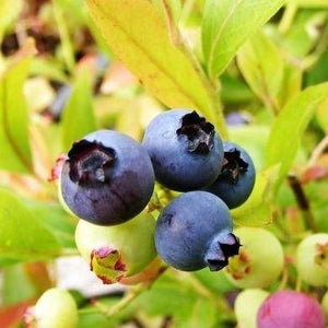 Blue Gold Blueberry Bushes