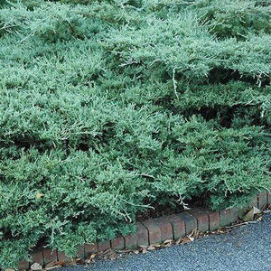 Blue Sargent Juniper Shrubs