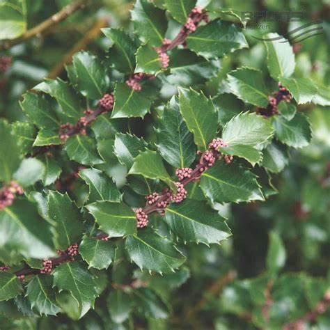 Blue Prince Holly Shrubs – naturalbabyshowerwed.co.uk