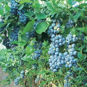 Blue Gold Blueberry Bushes