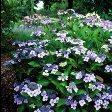 Load image into Gallery viewer, Bluebird Lacecap Hydrangea Shrubs
