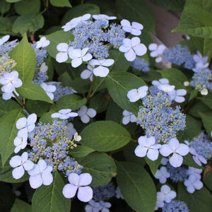 Bluebird Lacecap Hydrangea Shrubs