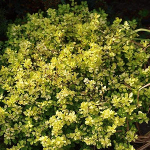 Bonanza Gold Barberry Shrubs