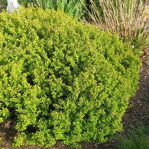 Bonanza Gold Barberry Shrubs