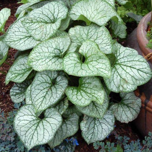 Brunnera Jack Frost