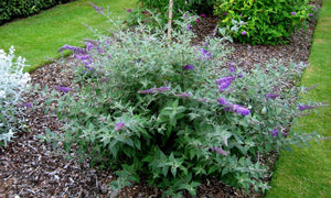 Butterfly Bush Petite Blue Heaven Shrubs