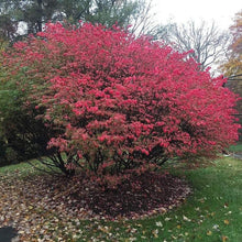 Load image into Gallery viewer, Burning Bush Euonymus Shrubs
