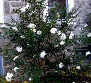 Camellia White by the Gate Shrubs