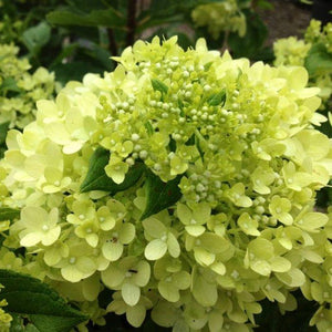 Candy Apple Hydrangea Shrubs