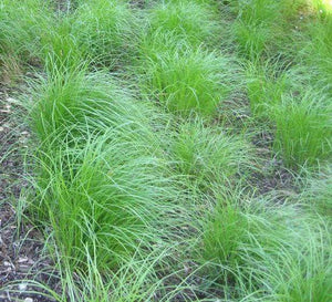 Carex Penslyvanica Plants