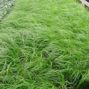 Carex Penslyvanica Plants