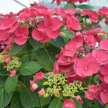 Load image into Gallery viewer, Cherry Explosion Red Hydrangea Shrubs
