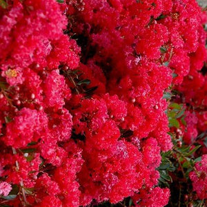 Cherry Dazzle Crape Myrtle Shrubs