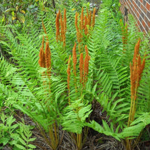 Load image into Gallery viewer, Cinnamon Fern Plants
