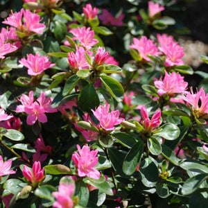 Coral Bells Azalea Shrubs