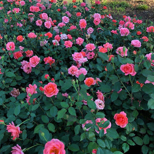 Coral Knock Out Rose Bushes