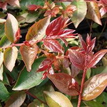 Load image into Gallery viewer, Coral Magic Crape Myrtle Shrubs
