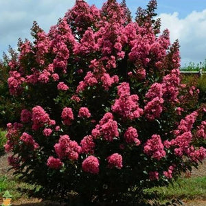 Coral Magic Crape Myrtle Shrubs