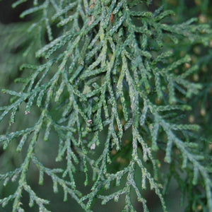 ITALIAN CYPRESS
