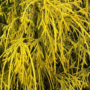 Cypress Gold Thread Shrubs