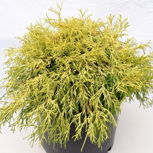 Cypress Gold Thread Shrubs