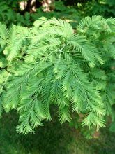 Load image into Gallery viewer, Dawn Redwood Trees
