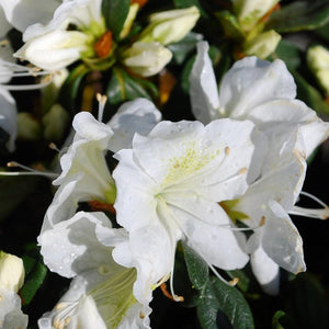 Delaware Valley White Azalea Shrubs