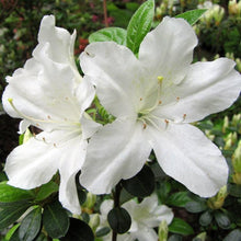 Load image into Gallery viewer, Delaware Valley White Azalea Shrubs
