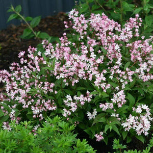 Deutzia Yuki Cherry Blossom Shrubs