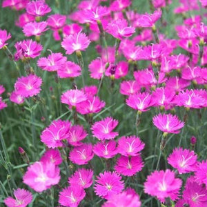 Dianthus Firewitch