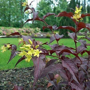 Diervilla Nightglow Shrubs