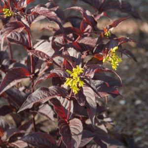 Diervilla Nightglow Shrubs