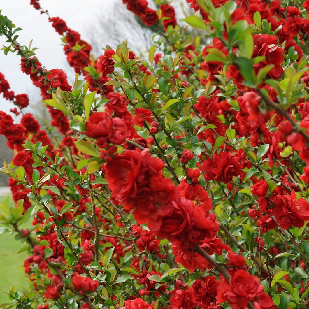 Chaenomeles DOUBLE TAKE Scarlet - Buy Quince Flowering Shrubs Online