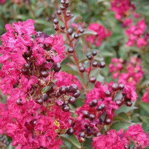 Double Feature Crape Myrtle Shrubs