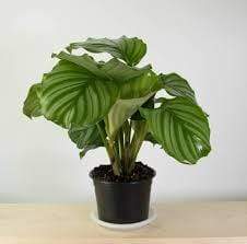 Calathea Orbifolia Plants