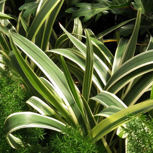 Dracaena White Bird Plants