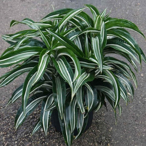 Dracaena Jade Jewel Plants