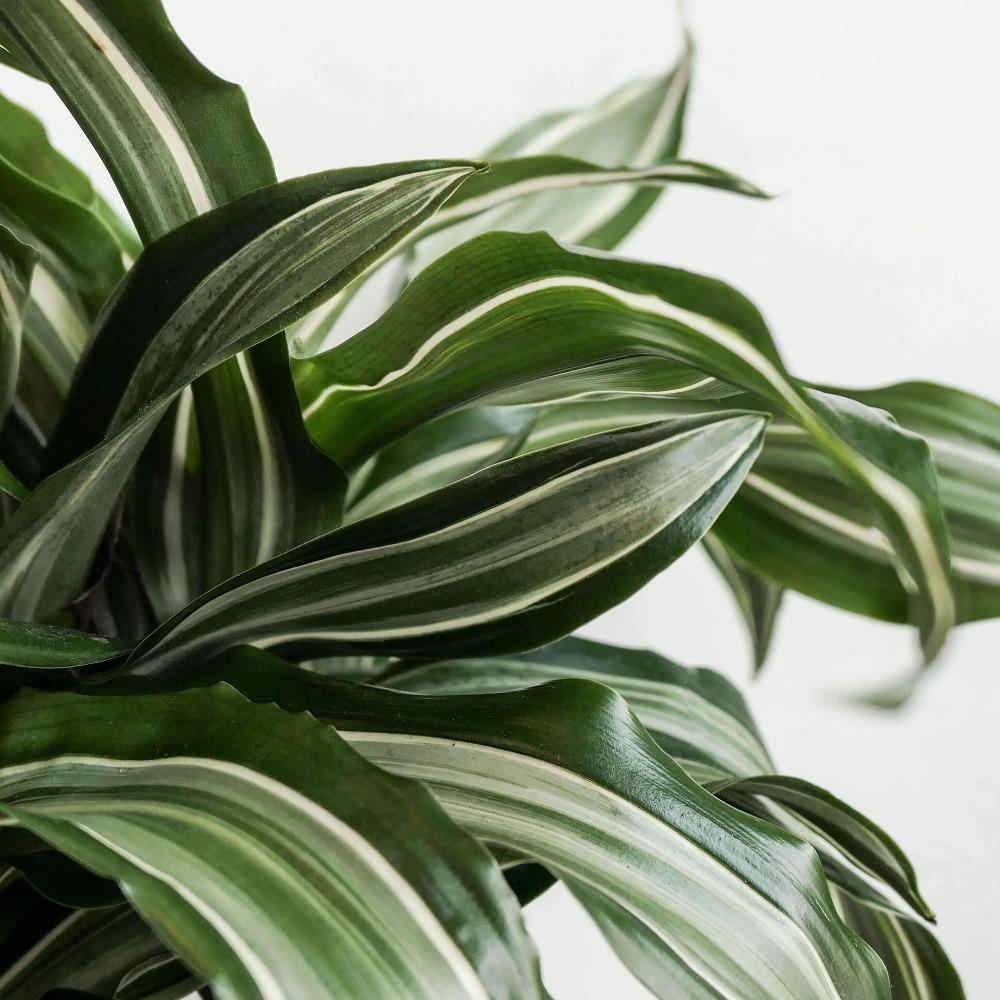 jade jewel dracaena Dracaena Jade Jewel Plants – naturalbabyshowerwed.co.uk