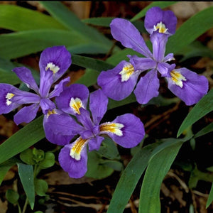 Dwarf Crested Iris